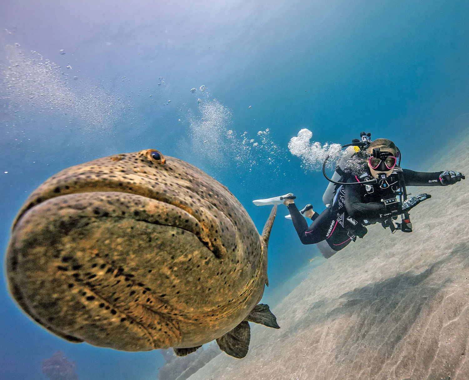 best dive sites near Miami wreck reef diving