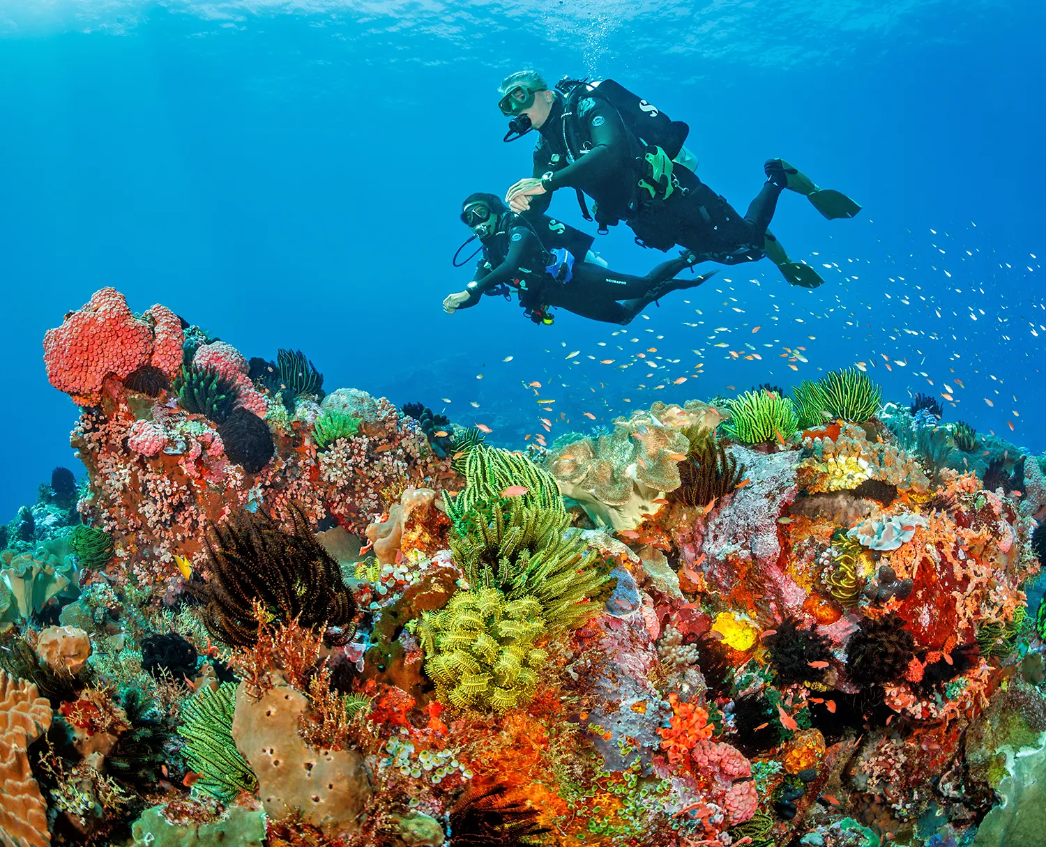 tropical scuba diving travel reef