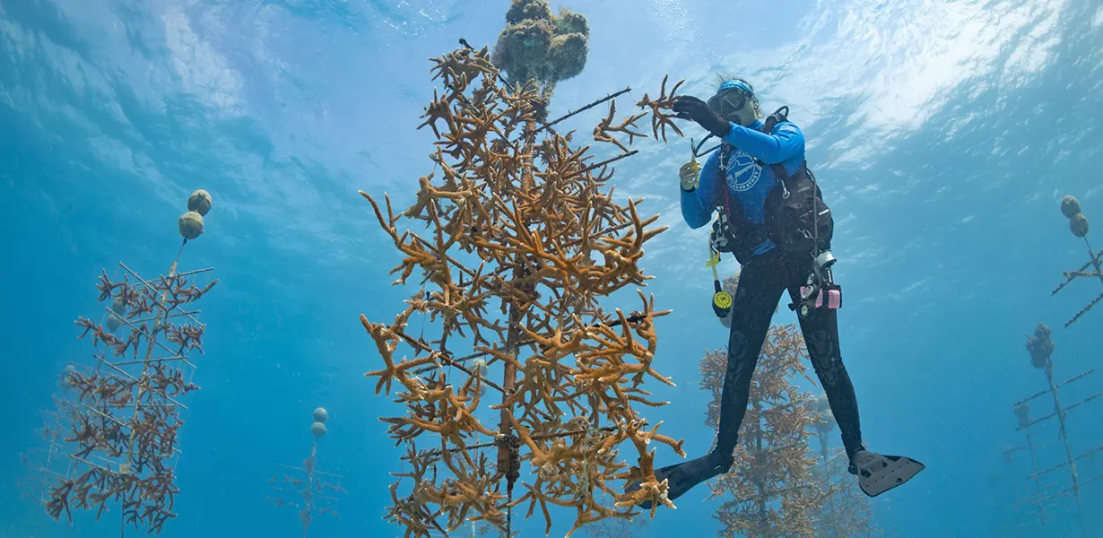 Ocean Conservation Course in Miami